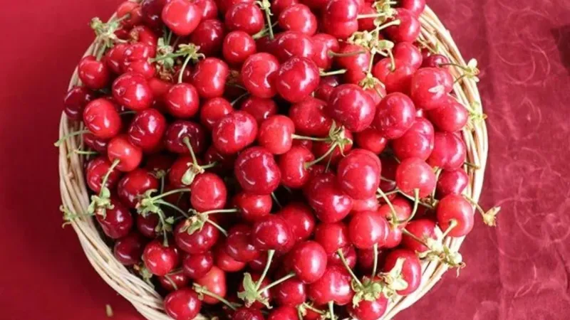 Kiraz Yeme Rekoru! 10 Dakikada Yarım Altın Kazandıran Lezzet Şöleni