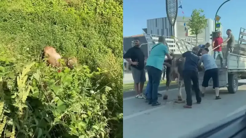Bir bayram klasiği: Kurbanlıklar kaçtı, vatandaşlar kovaladı