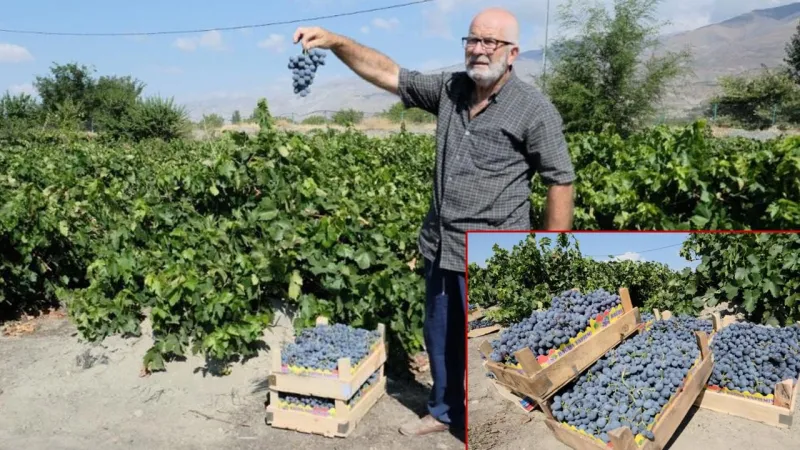 Cimin Üzümü Hasadı Başladı! Erzincan'dan Sofralara Lezzet