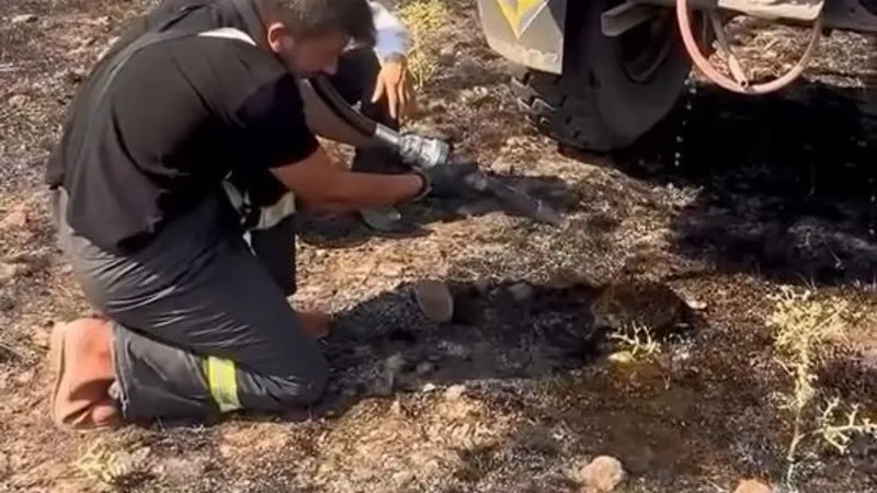 Bolu yangınında yürek ısıtan manzara: Minik kirpi hayata böyle tutundu!