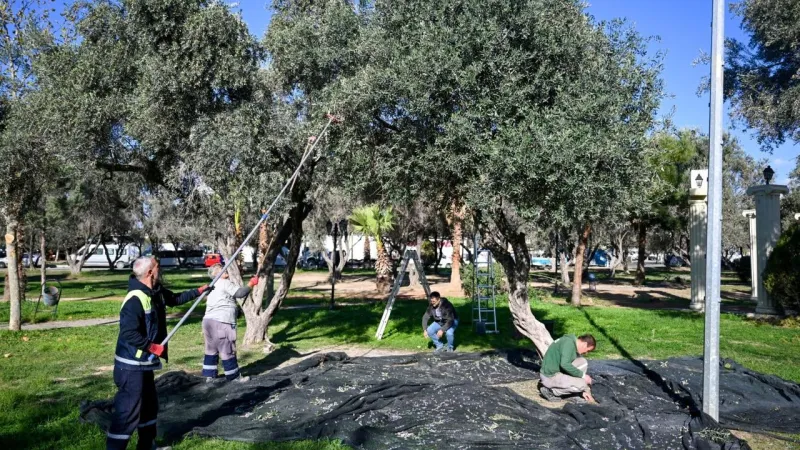 Bornova’da hasat zamanı: İhtiyaç sahiplerine ulaştırılacak