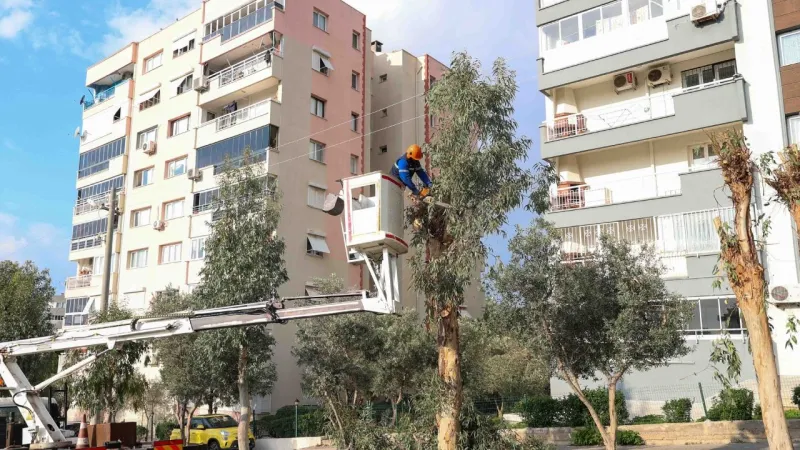 Buca Belediyesi’nden kış öncesi budama seferberliği