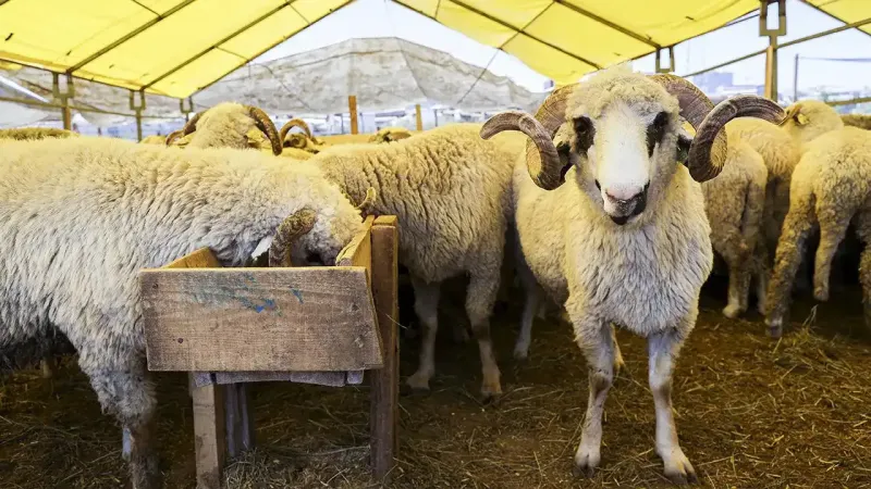 Bunu sakın yapmayın: Sokakta kurban kesene büyük ceza!
