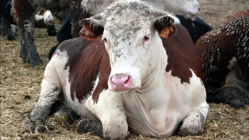 Deli Dana'da rahatlatan açıklama: Doğrulanmış vaka yok!