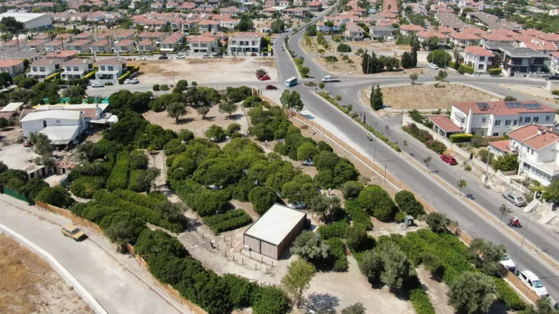 Dünyada yalnızca iki yerde yetişiyor: İzmir'in sakız ağaçlarında hasat dönemi