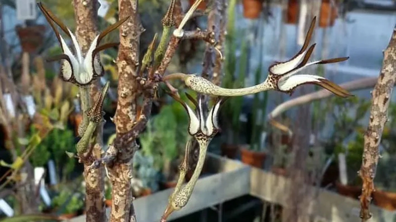 Egzotik görünümüyle büyülüyor: Ceropegia stapeliiformis ve yılan otunun bilinmeyen faydaları
