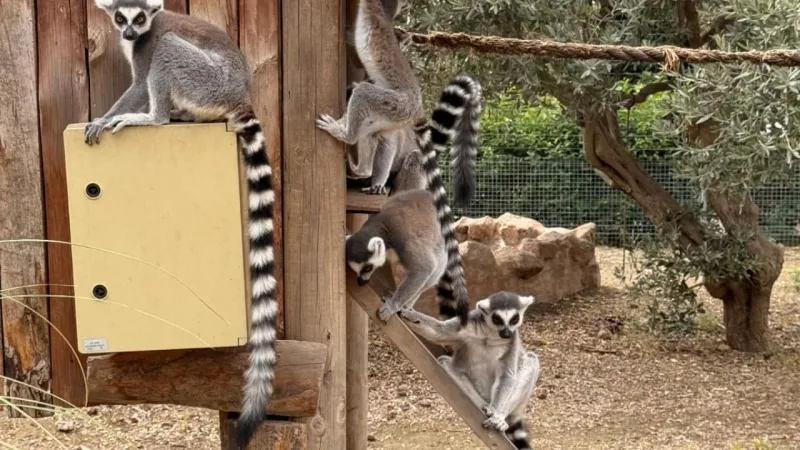 İzmir Doğal Yaşam Parkı'nda Tasarım Zirvesi! Hayvanlar İçin Yeni Yaşam