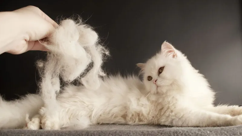 Evde kedi tüyü nasıl temizlenir? Kıyafetlerdeki kedi tüylerinden kurtulmanın en etkili yolları