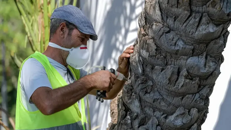 İlk kez İzmir'de uygulandı: Kültürpark'ın palmiyelerine yapay zekalı koruma