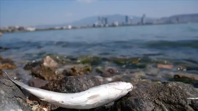 İzmir Körfezi'ne Müjde! İşte Masmavi Olma Reçetesi!