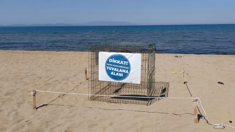 İzmir'de Caretta Sürprizi! Sahilde Yeni Yaşam Başlıyor!