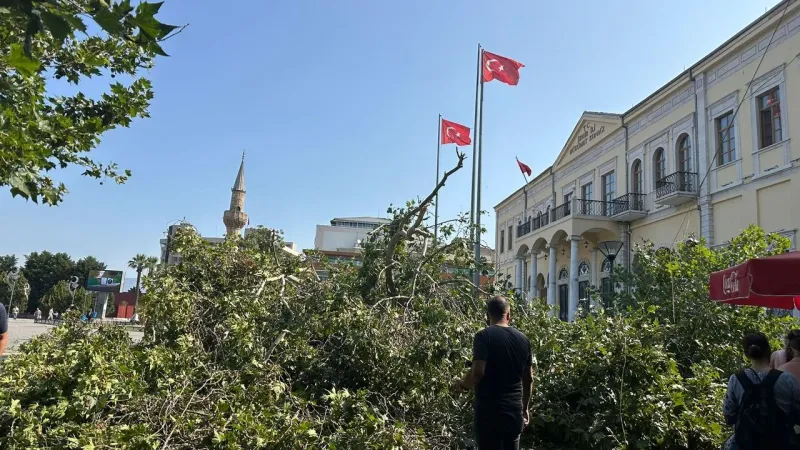 İzmir Valiliği önündeki tarihi çınar devrildi!