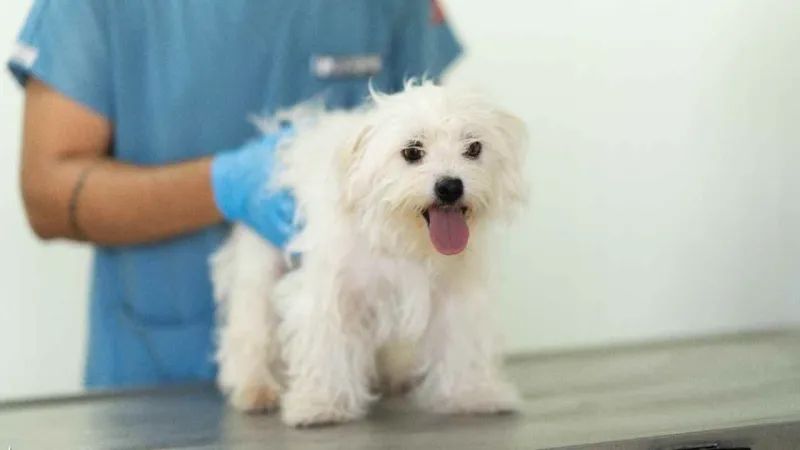 İzmir'de Şok Baskın! 20 Köpeğe Ne Oldu? İşte Detaylar!