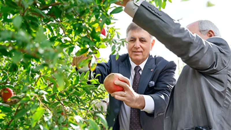 İzmir'de Nar Bereketi! Tugay'dan Çiftçiye Tam Destek