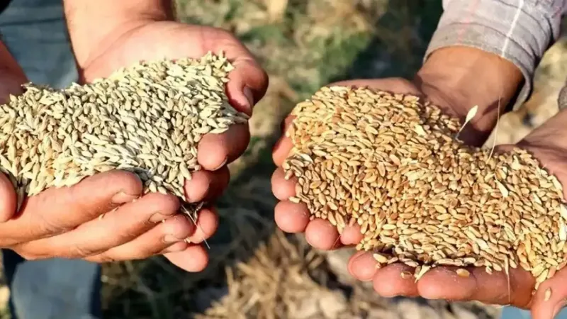İzmir'de çiftçilerden tepki: Köylüler buğday üretemez duruma düşürüldü