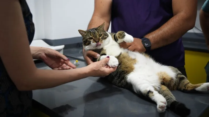 Kedi Mars'a Kök Hücre Mucizesi! Diyabetten Kurtuldu mu?