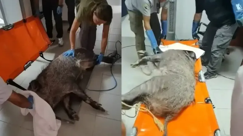 İzmir'de Şok! Yaralı Domuz İçin Seferberlik Başladı!
