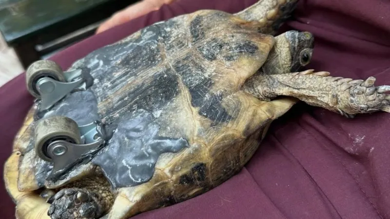 İzmir'de Kaplumbağaya Tekerlekli Mucize: Yeniden Yürüyor!