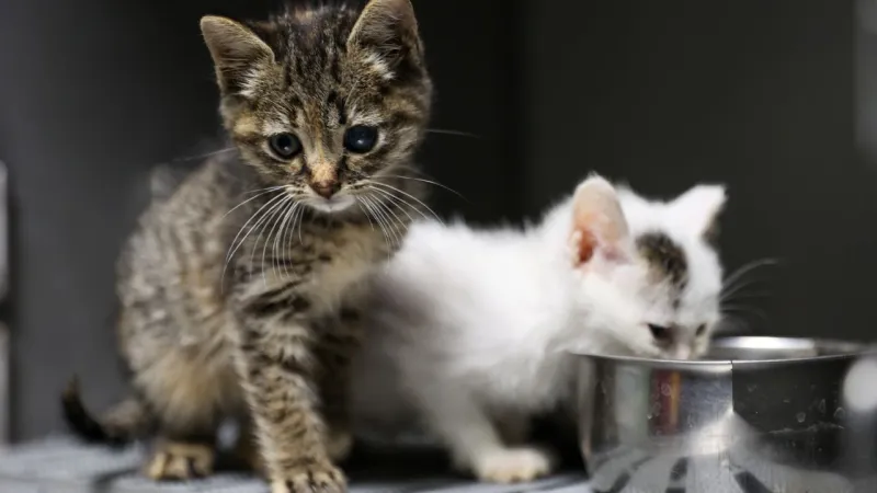 İzmir'de Kedi Kısırlaştırma Seferberliği! Randevu İçin Tıkla!