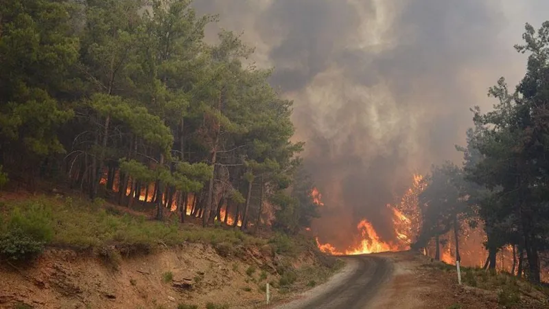 İzmir'de mangal ateşi ormanı yaktı: 1 kişi tutuklandı