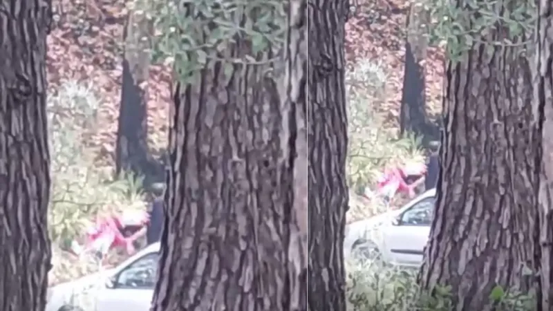 İzmir’de ormanda kadına şiddet: Şüpheli kısa sürede yakalandı