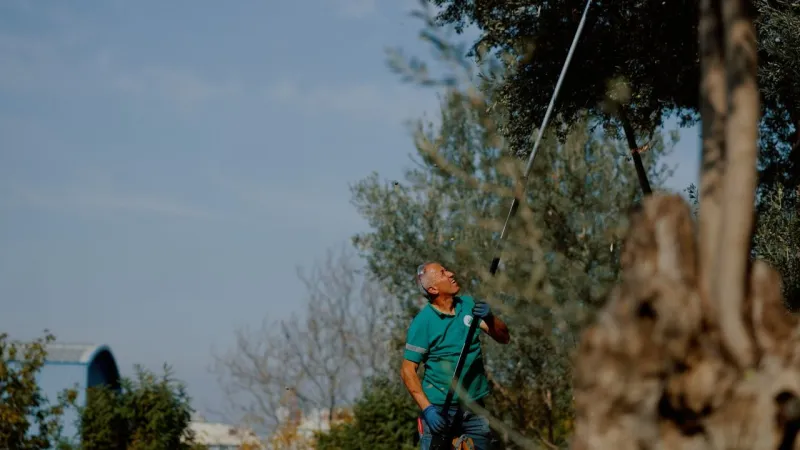 Balçova'nın Zeytinleri Yağa Dönüşüyor! İzmir'den Örnek Uygulama