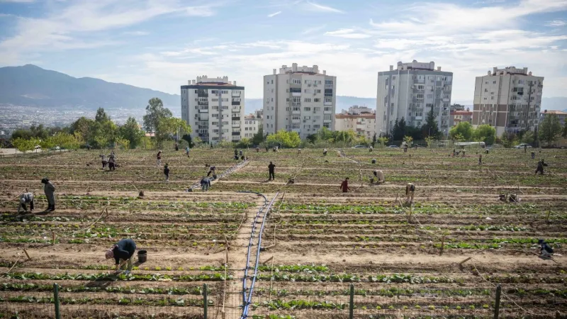 İzmir'de ücretsiz bostanlar: Kadınlar toprakla, Bornova umutla buluşuyor