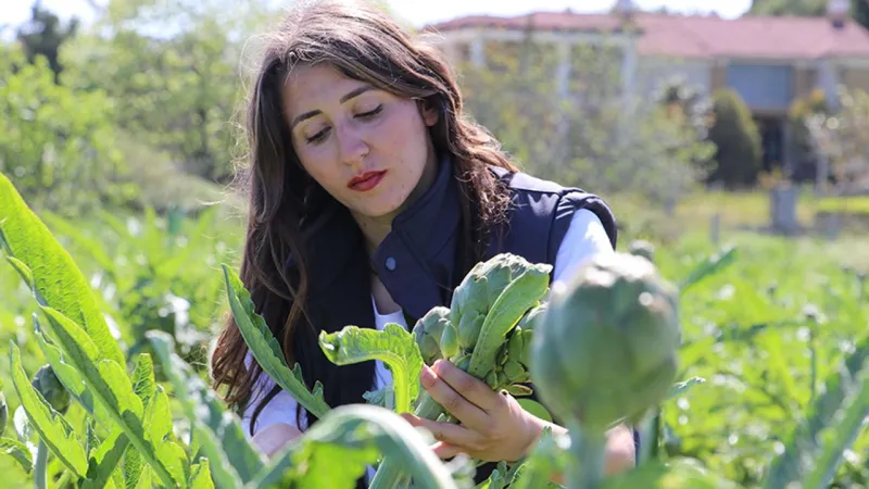 Urla Sakız Enginarı: İzmir'den Dünyaya Yayılan Lezzet Sırrı!