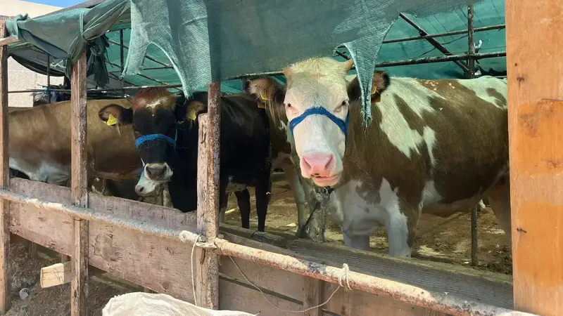 İzmir'e gelen üretici isyanda: Gelecek sene kurban görmeyiz