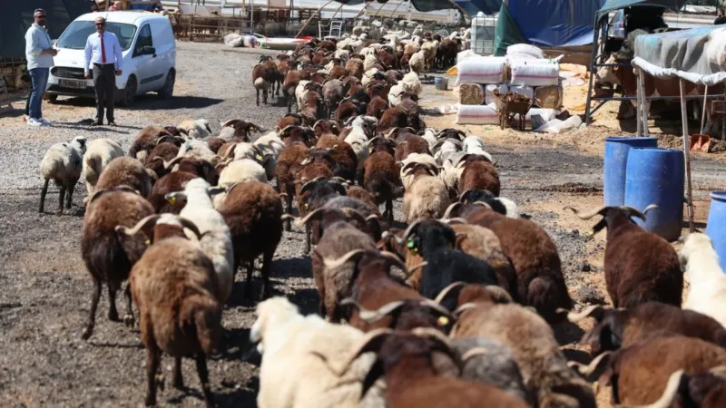 Karabağlar bayrama hazır: Kurban kesim alanları açıklandı