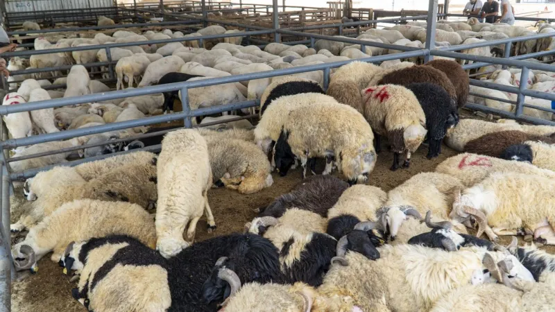 Karşıyaka'da bayram denetimleri: Kurbanlıklara sağlık kontrolü yapıldı