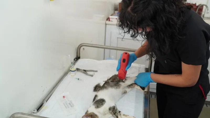İzmir'de Sokak Kedilerine Neşter! 7000 Kedi Kısırlaştırıldı