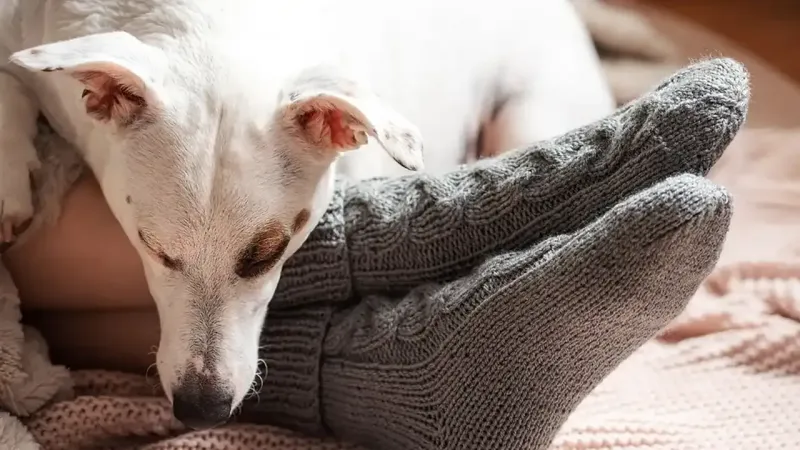 Köpeğiniz Neden Ayak Ucunuzda Uyuyor? Şok Eden Gerçek!