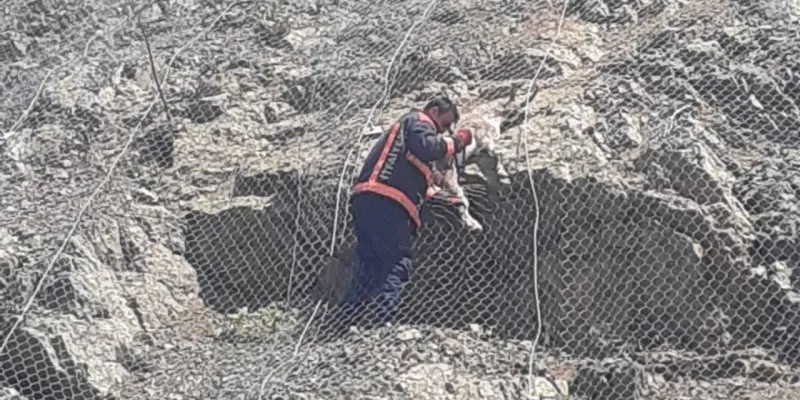 Koruma ağı tuzak oldu: Keçiler dağda mahsur kaldı