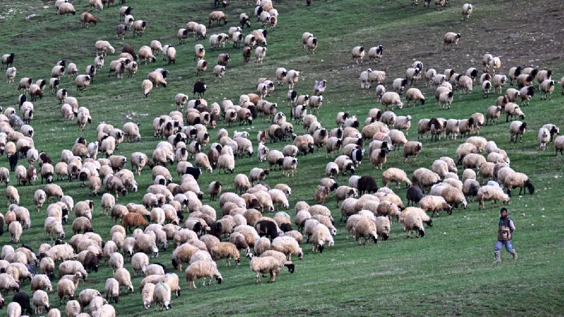 Küçükbaşta dev atılım: Norduz Koyunu sayısı artırıldı