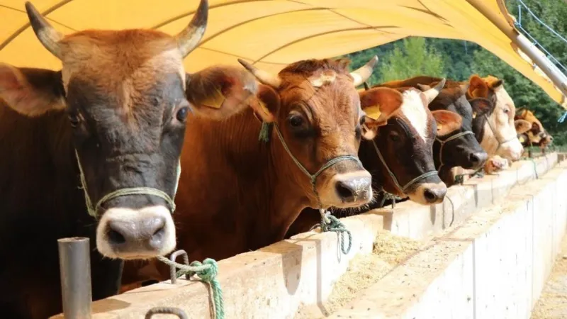 Kurban fiyatları ne kadar? 2025 koyun, keçi, dana, tosun kurban fiyatları