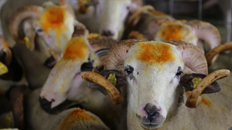 Kurban pazarlarında hırsızlık, dolandırıcılık ve yankesiciliğe dikkat!