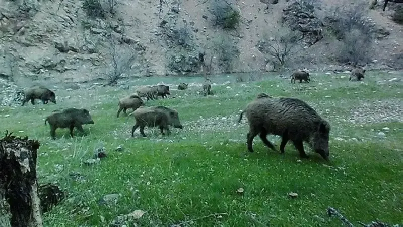 Kuşadası'nda domuzları besleyenlere kötü haber: 7 bin TL cezası var