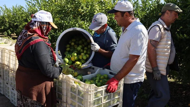 Mandalina İhracatında Şok Artış! 500 Milyon Dolar Hedefine Doğru