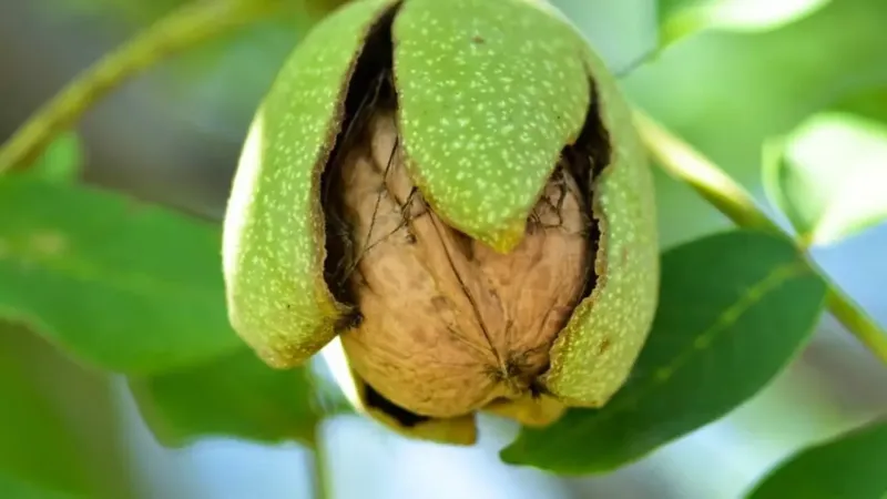 Mucizevi meyve: Cildi güzelleştiriyor, kanserle savaşıyor