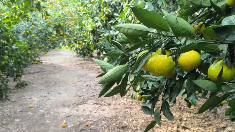 Narenciye üreticisinden fiyat tepkisi: 5 liraya mal edip, 3 liraya satıyoruz