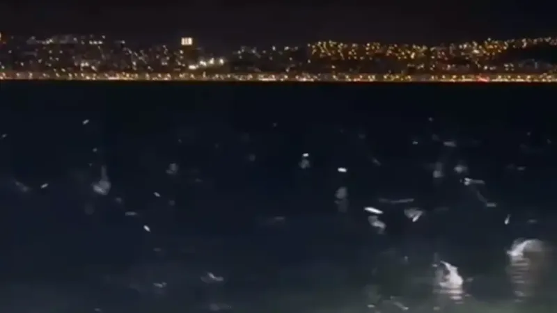 Narlıdere'de Balıklar Neden Panikledi? İşte Şaşırtan Cevap!