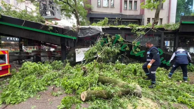 150 Yıllık Çınar Dehşeti: Kafe Üzerine Devrildi!