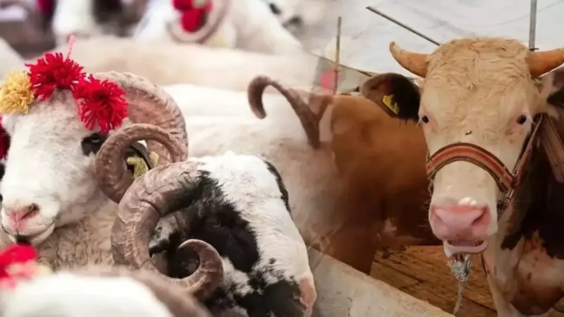 2025 Kurban Fiyatları Şoku! Yurt İçi-Dışı Kesim Ücretleri Belli Oldu!