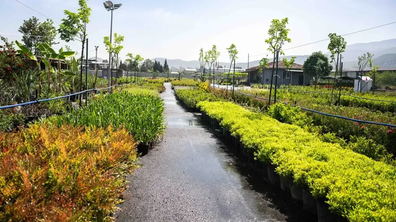 Bornova'da Çiçek Şöleni! Her Yer Cennetten Bir Köşe Olacak