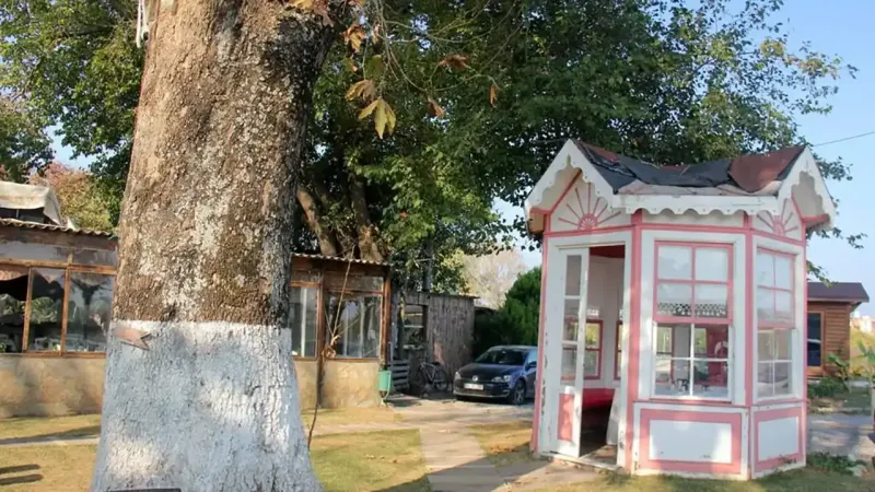 Atatürk'ün Kahve Molası: İzmir'deki O Kamelya Hala Ayakta!