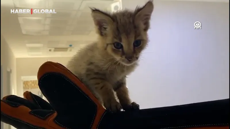 Şırnak'ta Minik Saz Kedisi Kurtarıldı! Şimdi Ne Olacak?