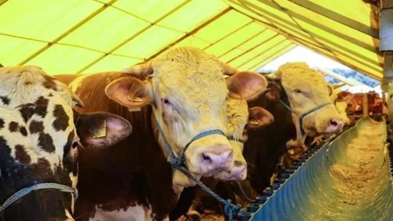 Kurbanlık Fiyatları Uçtu! Asgari Ücretliye Kurbanlık Hayal Mi?