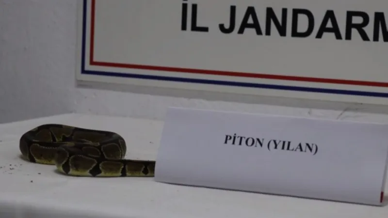 Sakarya'da İş Yerinde Kraliyet Pitonu Şoku! Yasak Tür Alarmı