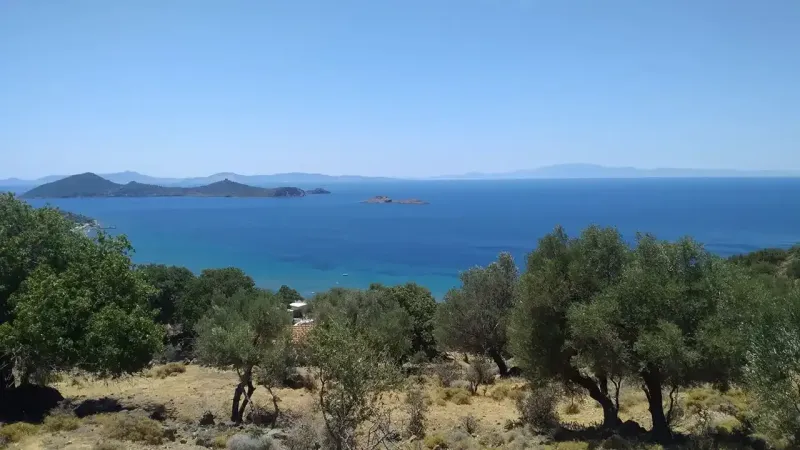 İzmir'de Saklı Cennet: Zeytin Ağaçları Altında Maldivler!